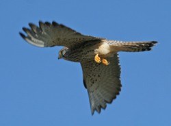 Il falco grillaio (Falco naumanni), simbolo del Parco