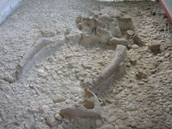 Fossile di un cranio d'elefante nell'Area archeologica di Notarchirico