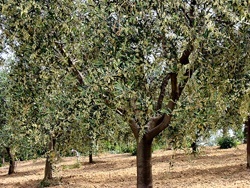 Piante d'olivo