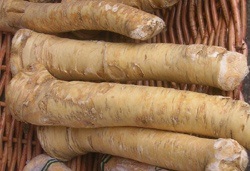 Il rafano, uno degli ingredienti tipici della cucina lucana