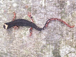 Un esemplare di Salamandrina dagli occhiali (Salamandrina terdigitata)